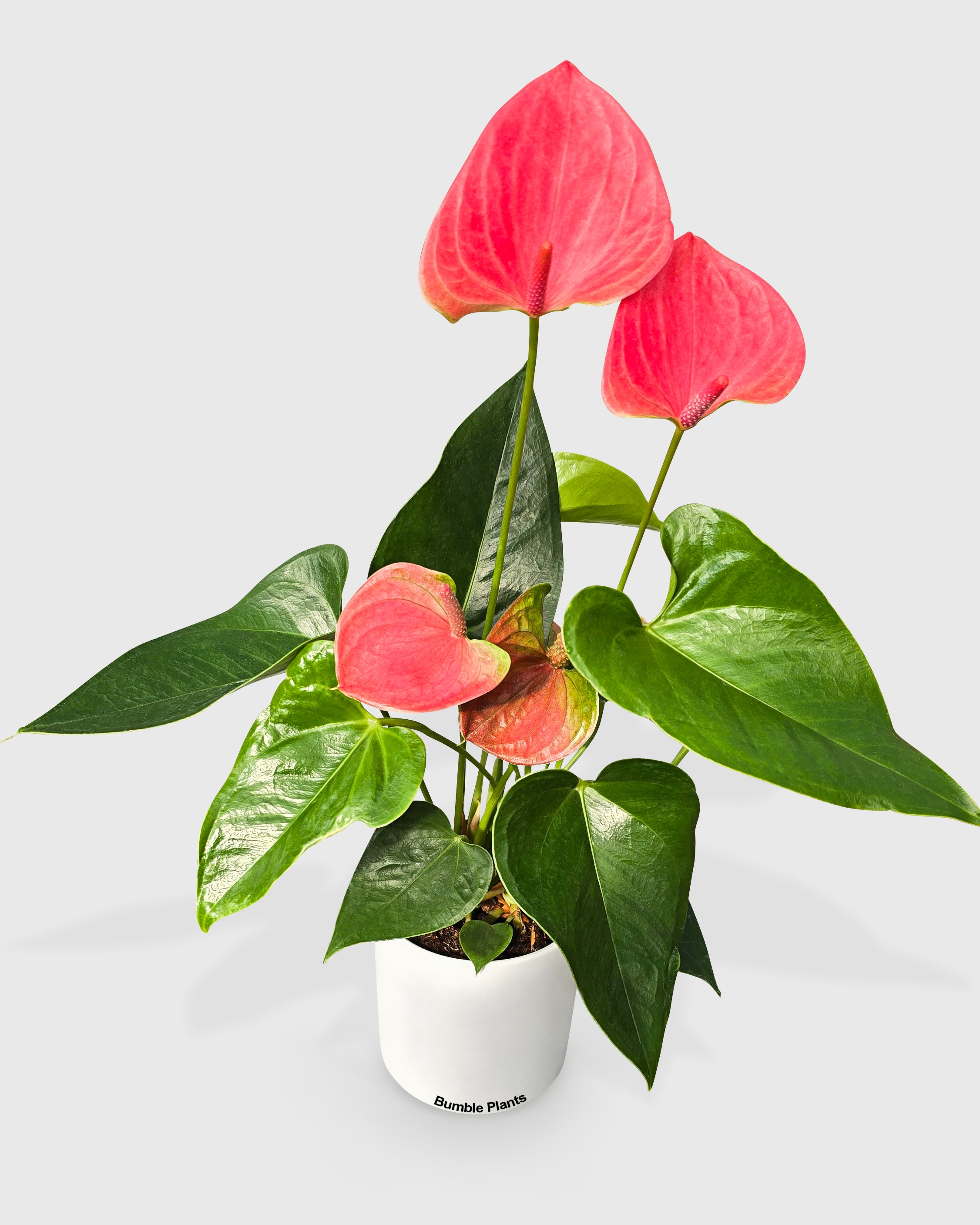 houseplant anthurium Anthurium 'Red' Size 4 Pot,Pot Type:White Cylinder