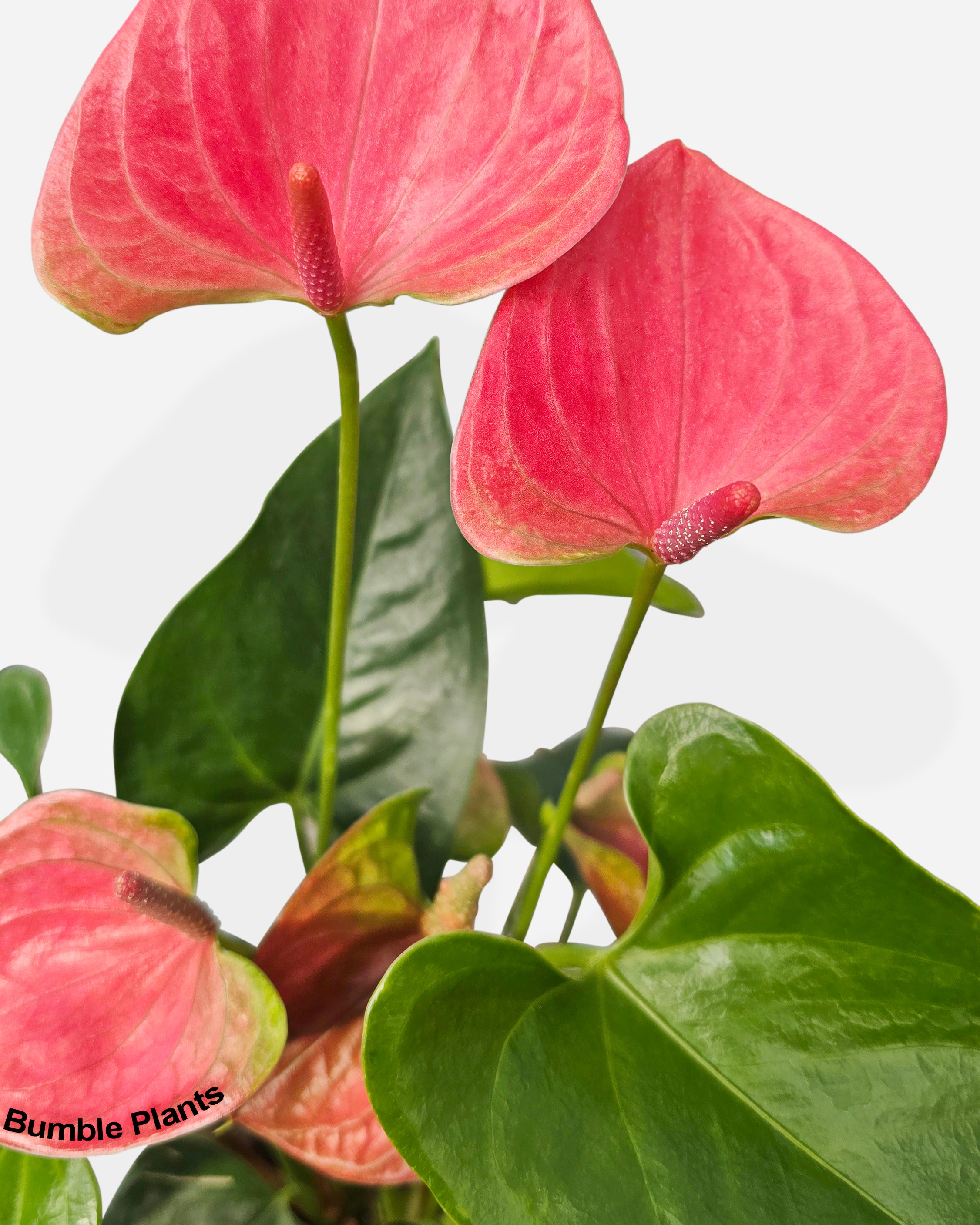 Anthurium Red