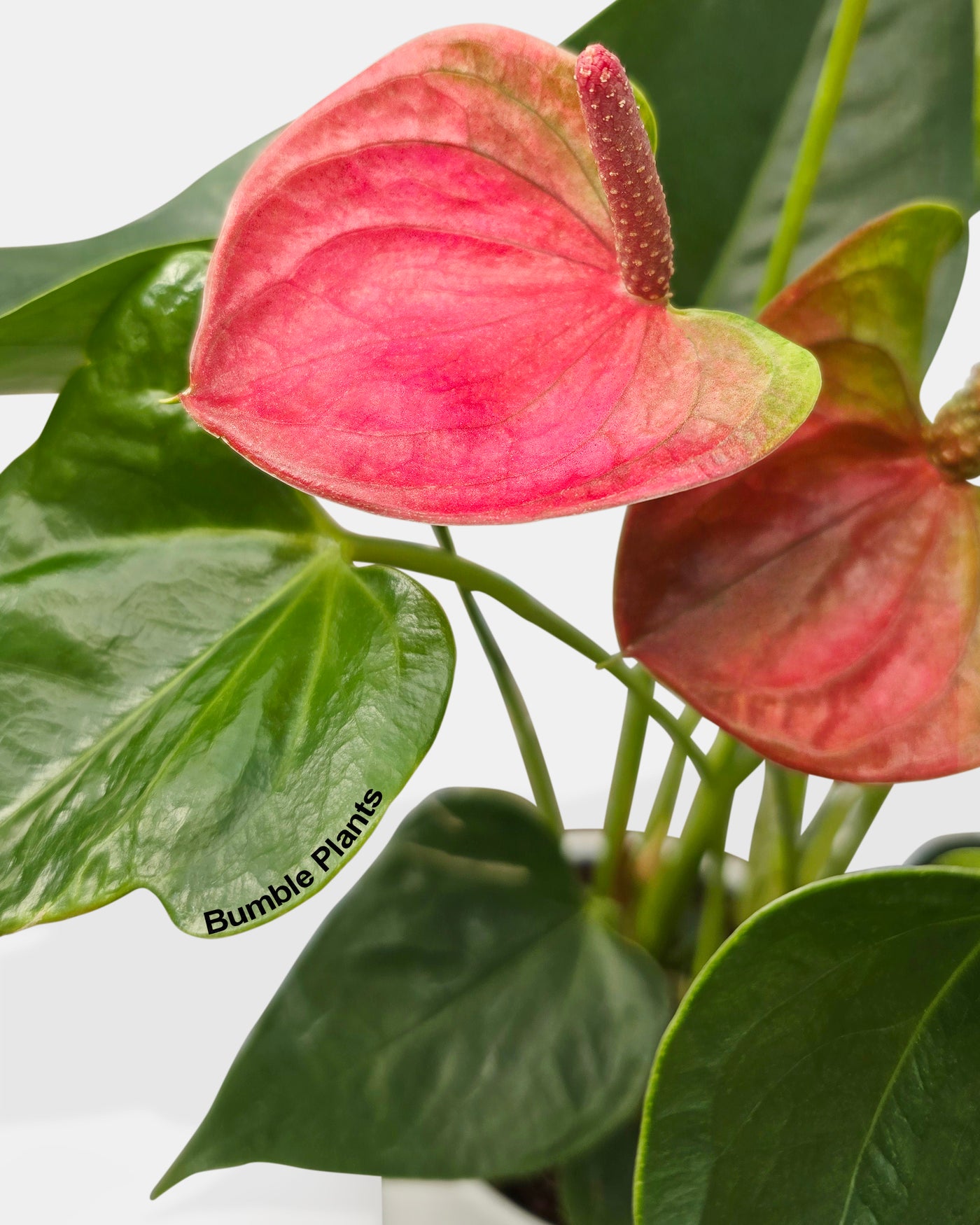 anthurium red one by hallmark flowers Live Anthurium Red