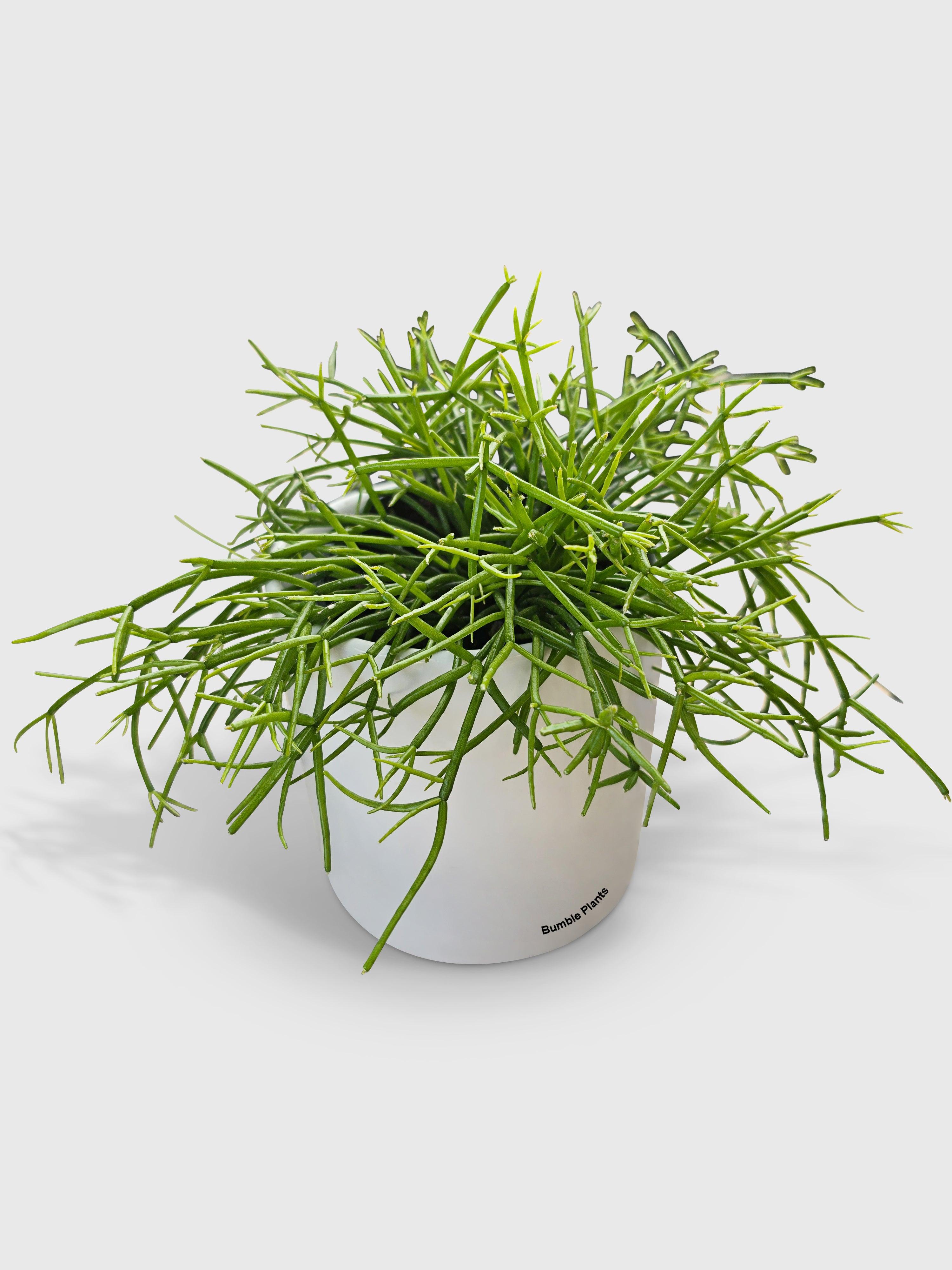 mistletoe house plant Rhipsalis Cashero Mistletoe Cactus