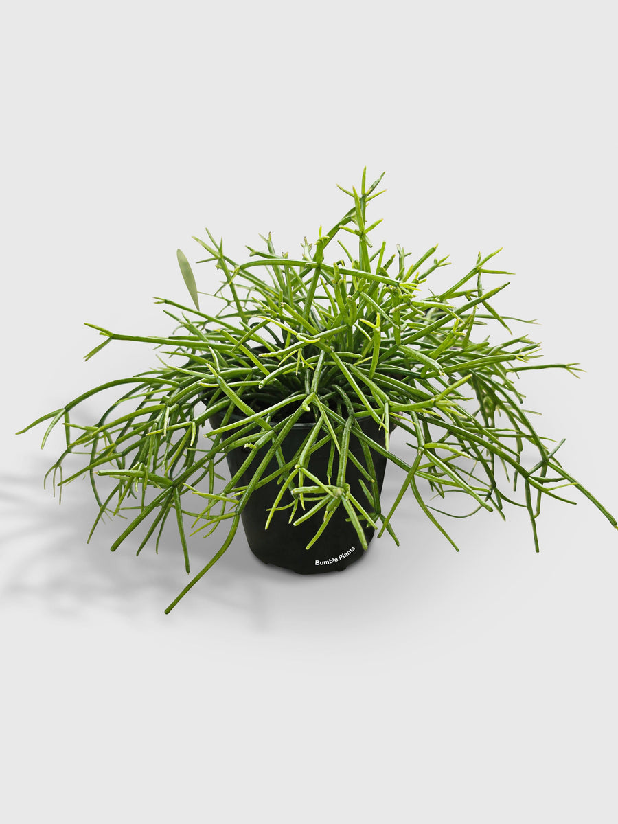 Rhipsalis Cashero Mistletoe Cactus - Bumble Plants