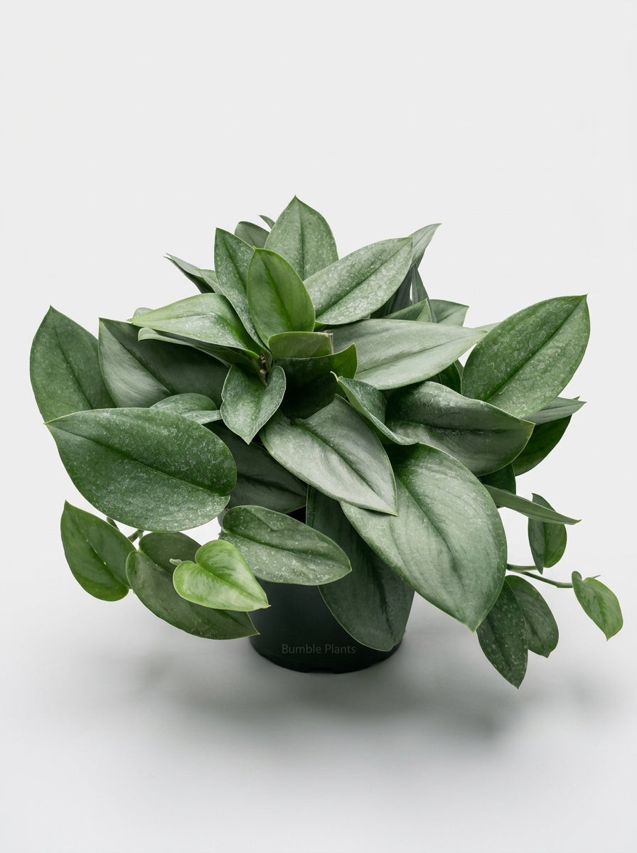 Scindapsus 'Moonlight'