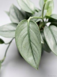 Scindapsus 'Moonlight'
