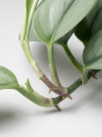 Scindapsus 'Moonlight'