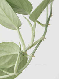 Scindapsus 'Moonlight'