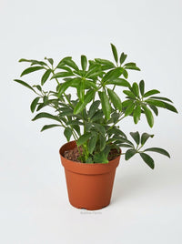 Schefflera Arboricola 'Umbrella'