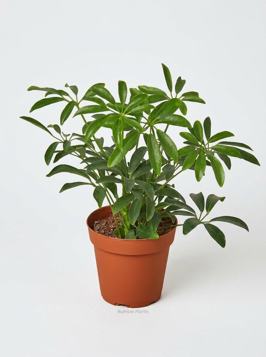 Schefflera Arboricola 'Umbrella'