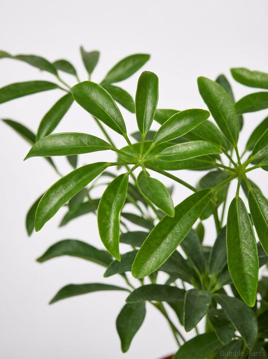 Schefflera Arboricola 'Umbrella'
