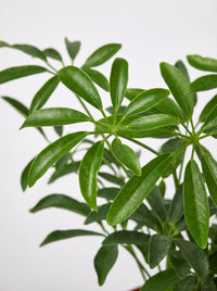 Schefflera Arboricola 'Umbrella'