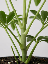 Schefflera Arboricola 'Umbrella'