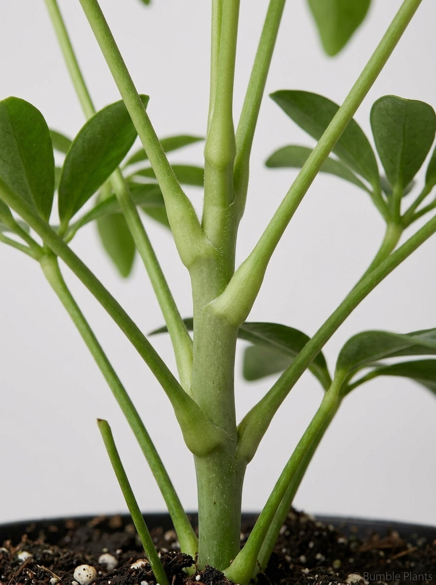 Schefflera Arboricola 'Umbrella'