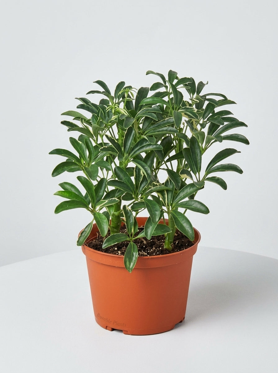 Schefflera Moonlight 'Umbrella Plant'