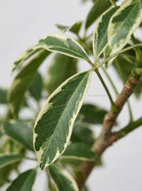 Schefflera Moonlight 'Umbrella Plant'