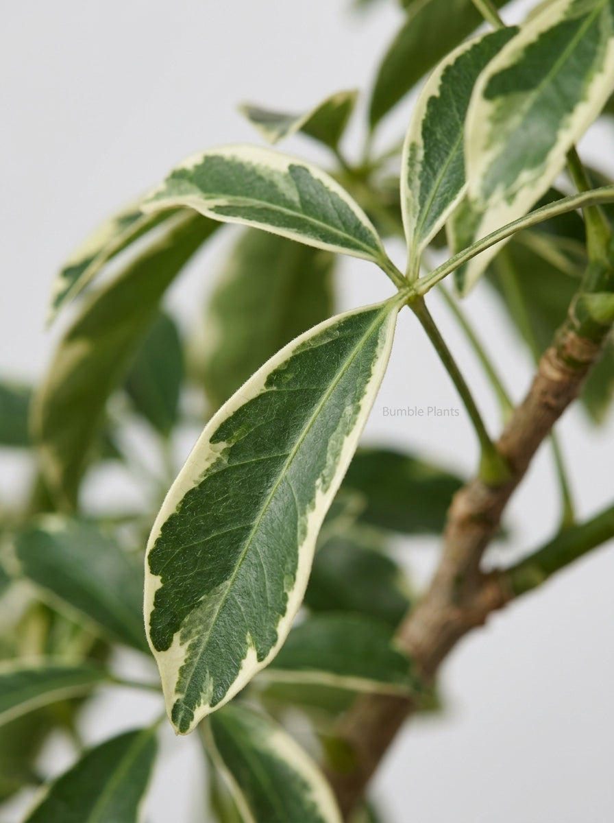 Schefflera Moonlight 'Umbrella Plant'