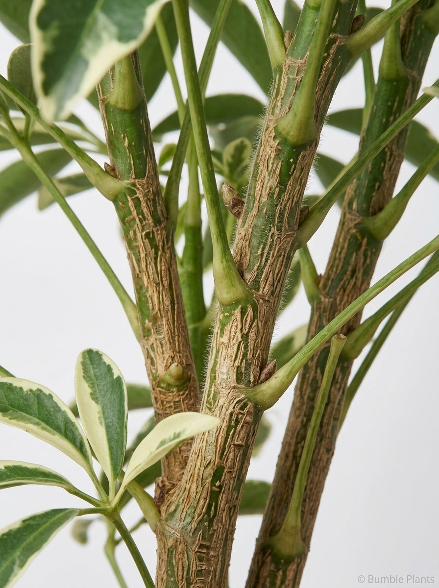 Schefflera Moonlight 'Umbrella Plant'