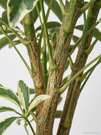 Schefflera Moonlight 'Umbrella Plant'