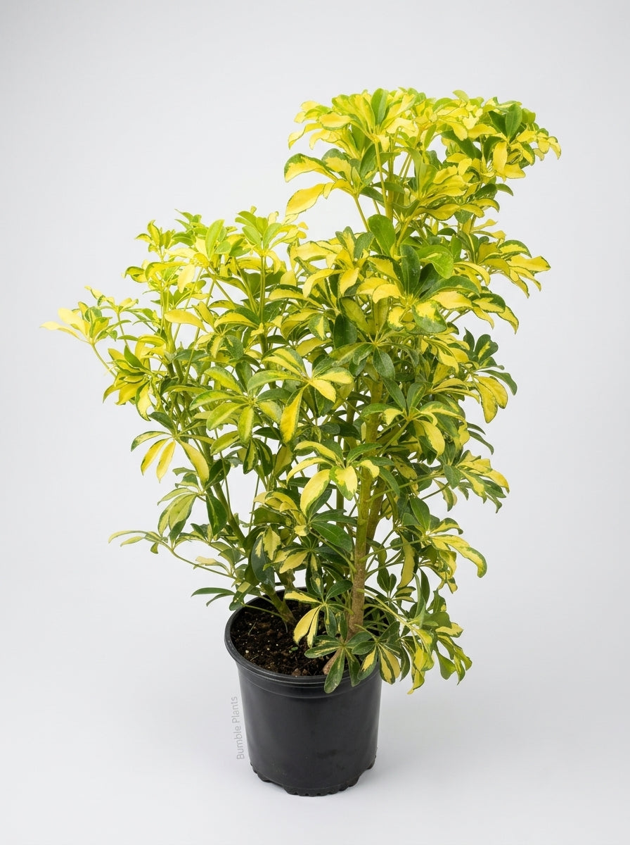 Schefflera Arboricola Dwarf Umbrella Tree Variegated