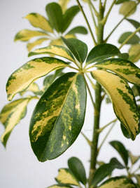 Schefflera Arboricola Dwarf Umbrella Tree Variegated