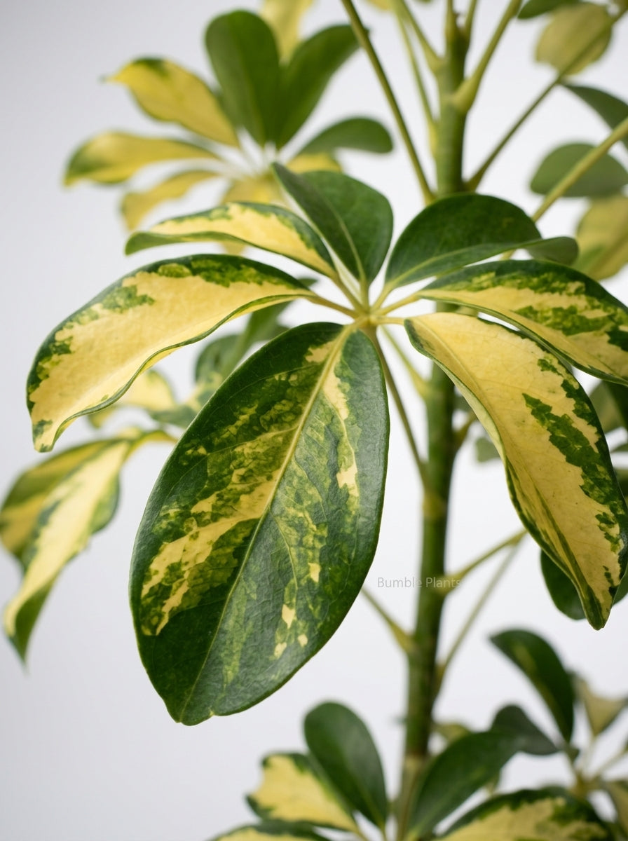 Schefflera Arboricola Dwarf Umbrella Tree Variegated