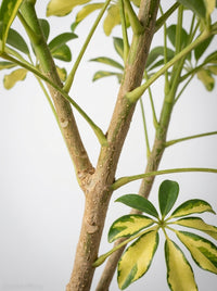 Schefflera Arboricola Dwarf Umbrella Tree Variegated