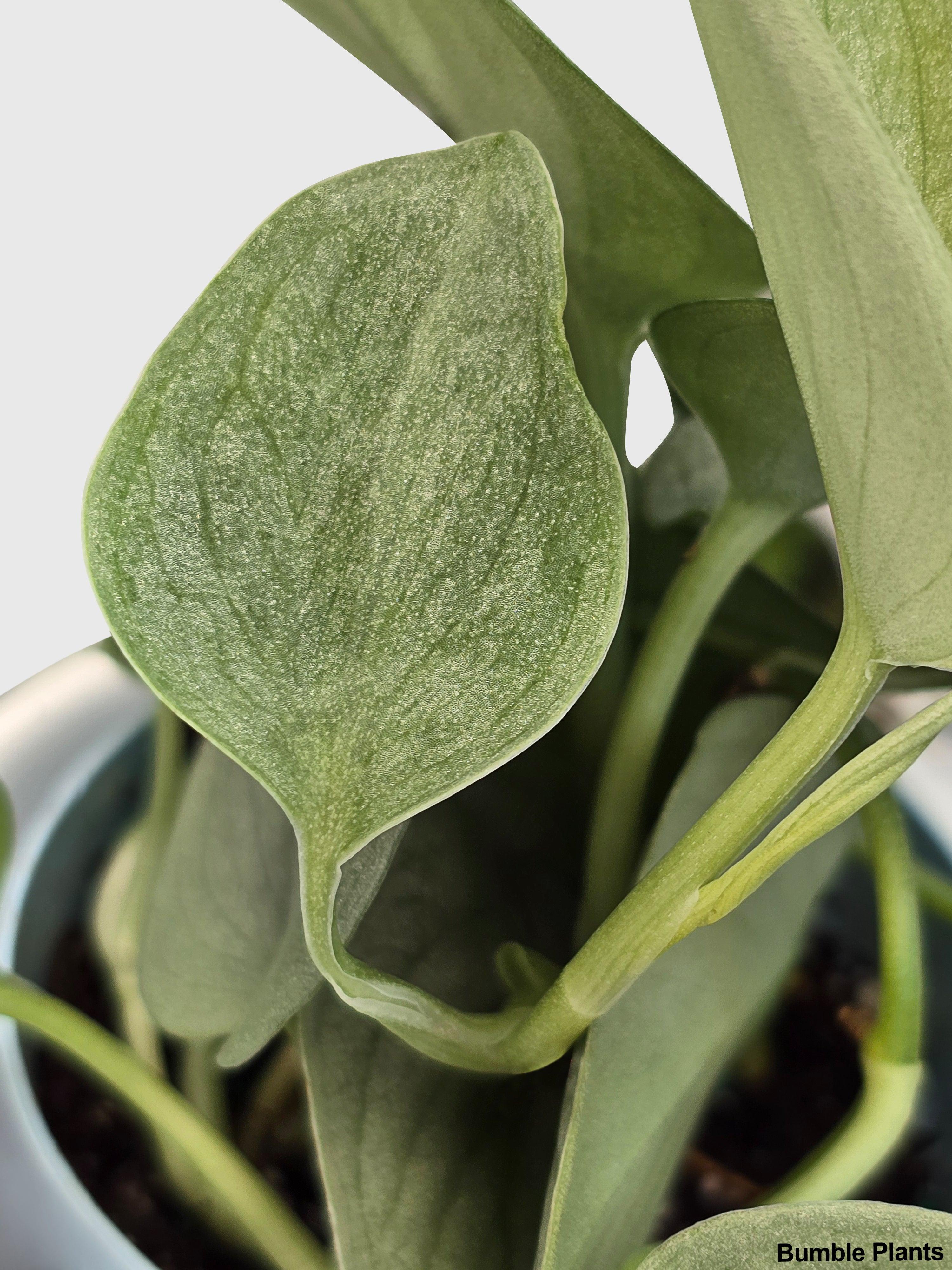 Scindapsus Pictus 'SOOO™ Silver' · Bumble Plants Scindapsus Pictus 'SOOO™ Silver' · Bumble Plants