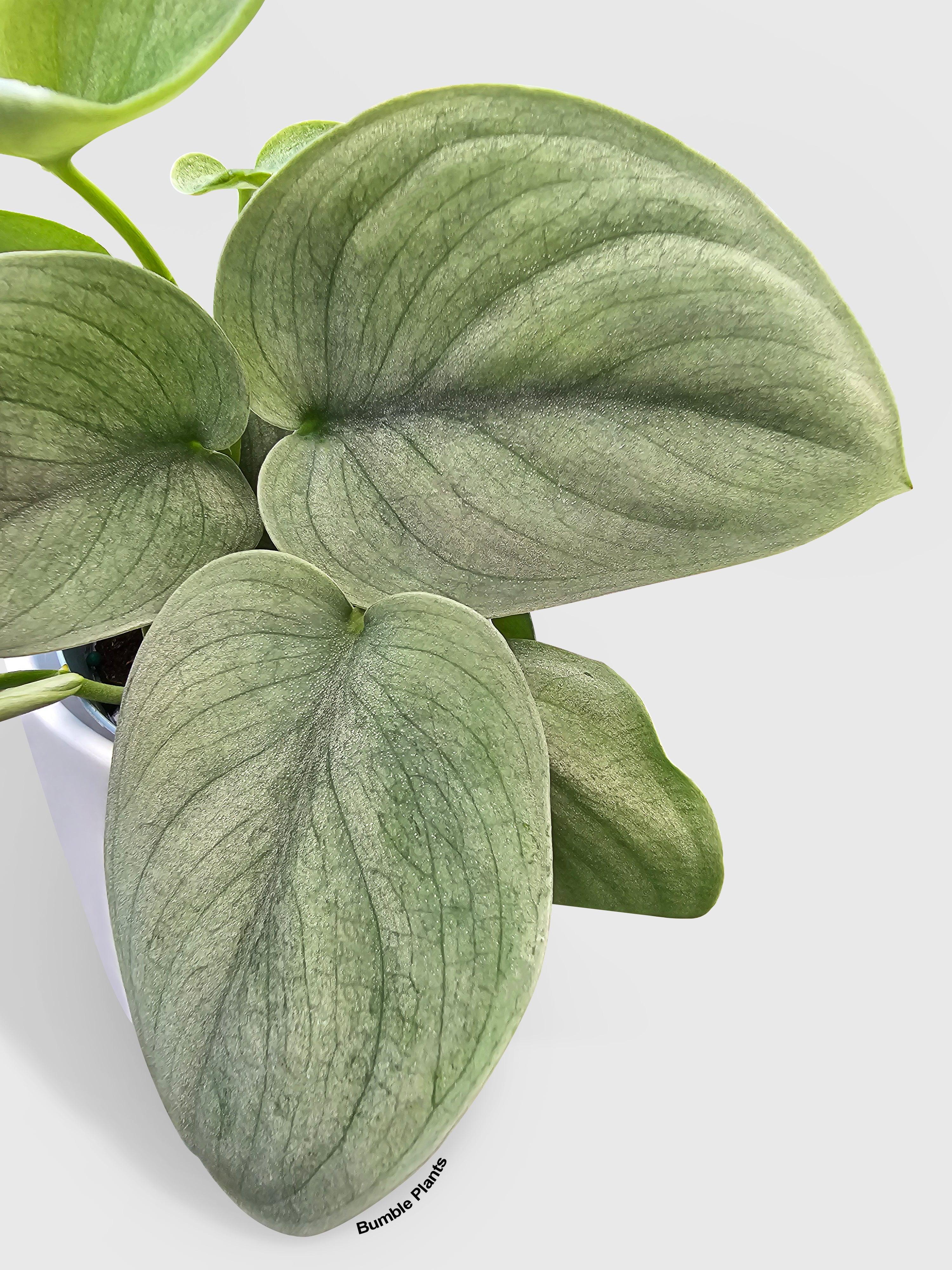 Scindapsus Pictus 'SOOO™ Silver' · Bumble Plants Scindapsus Pictus 'SOOO™ Silver' · Bumble Plants