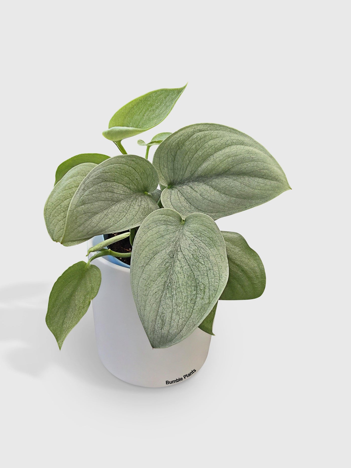 silver indoor plant Live Scindapsus Pictus 'SOOO™ Silver'