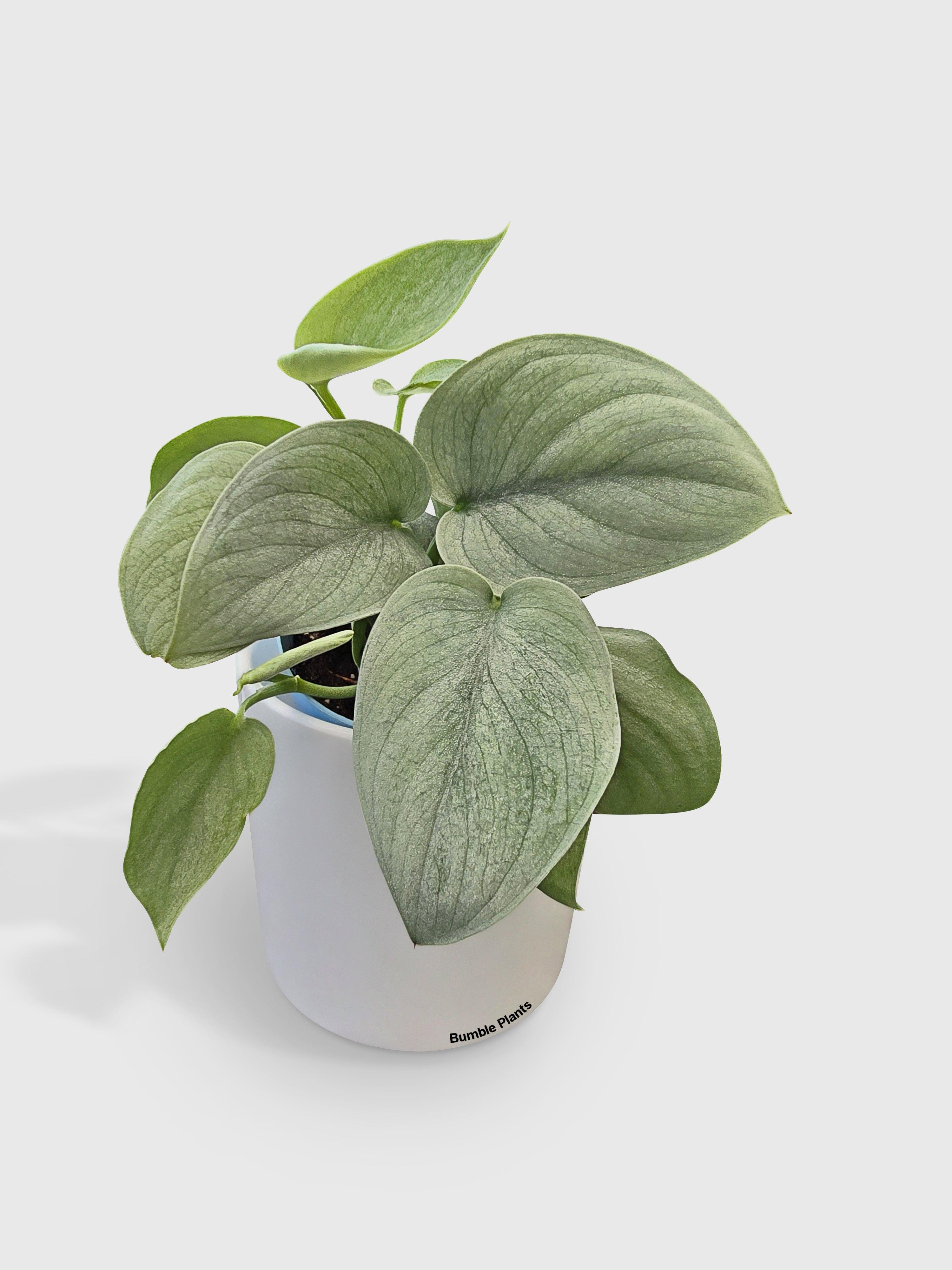 scindapsus vs silver pothos Live Scindapsus Pictus 'SOOO™ Silver'