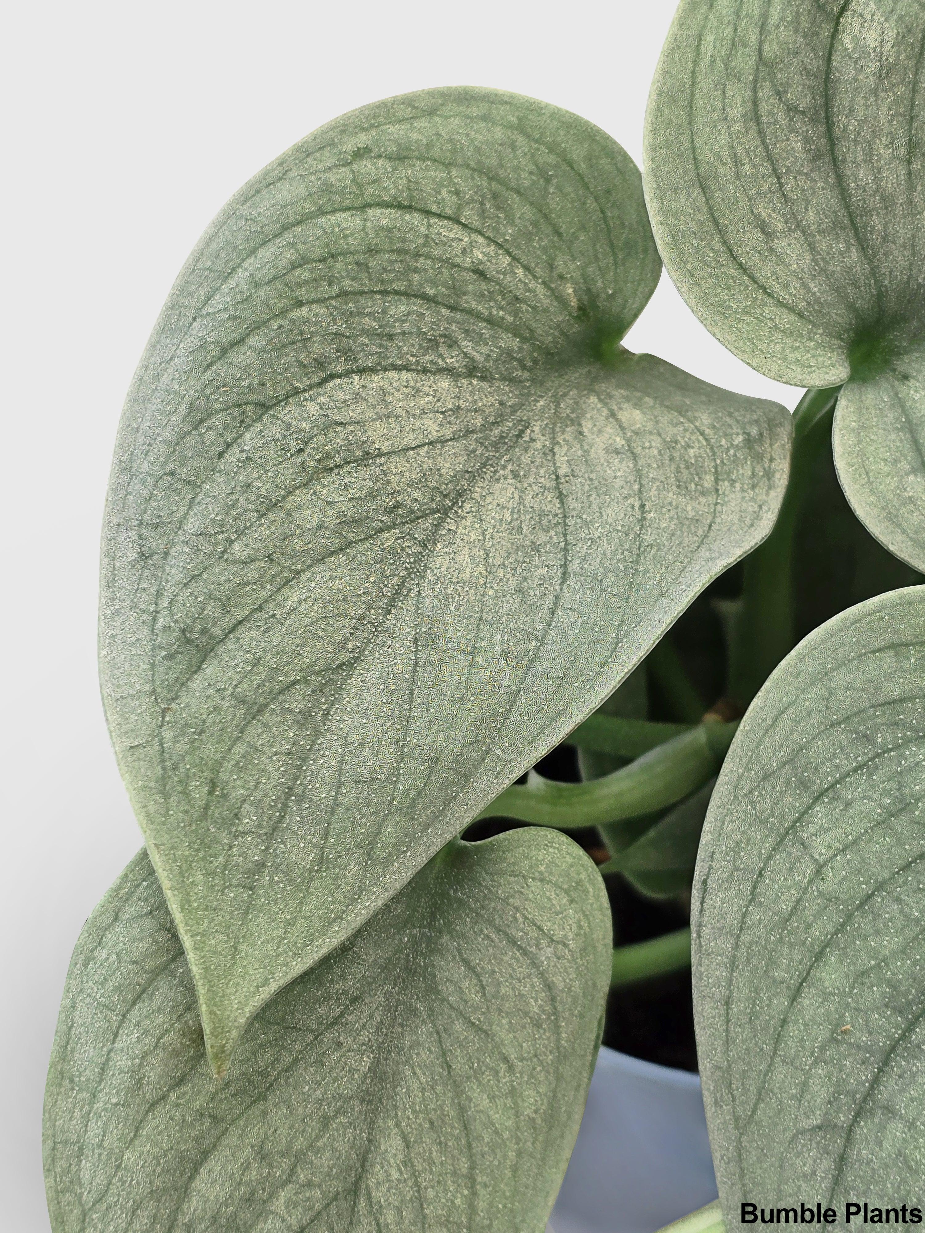 Scindapsus Pictus 'SOOO™ Silver' · Bumble Plants Scindapsus Pictus 'SOOO™ Silver' · Bumble Plants