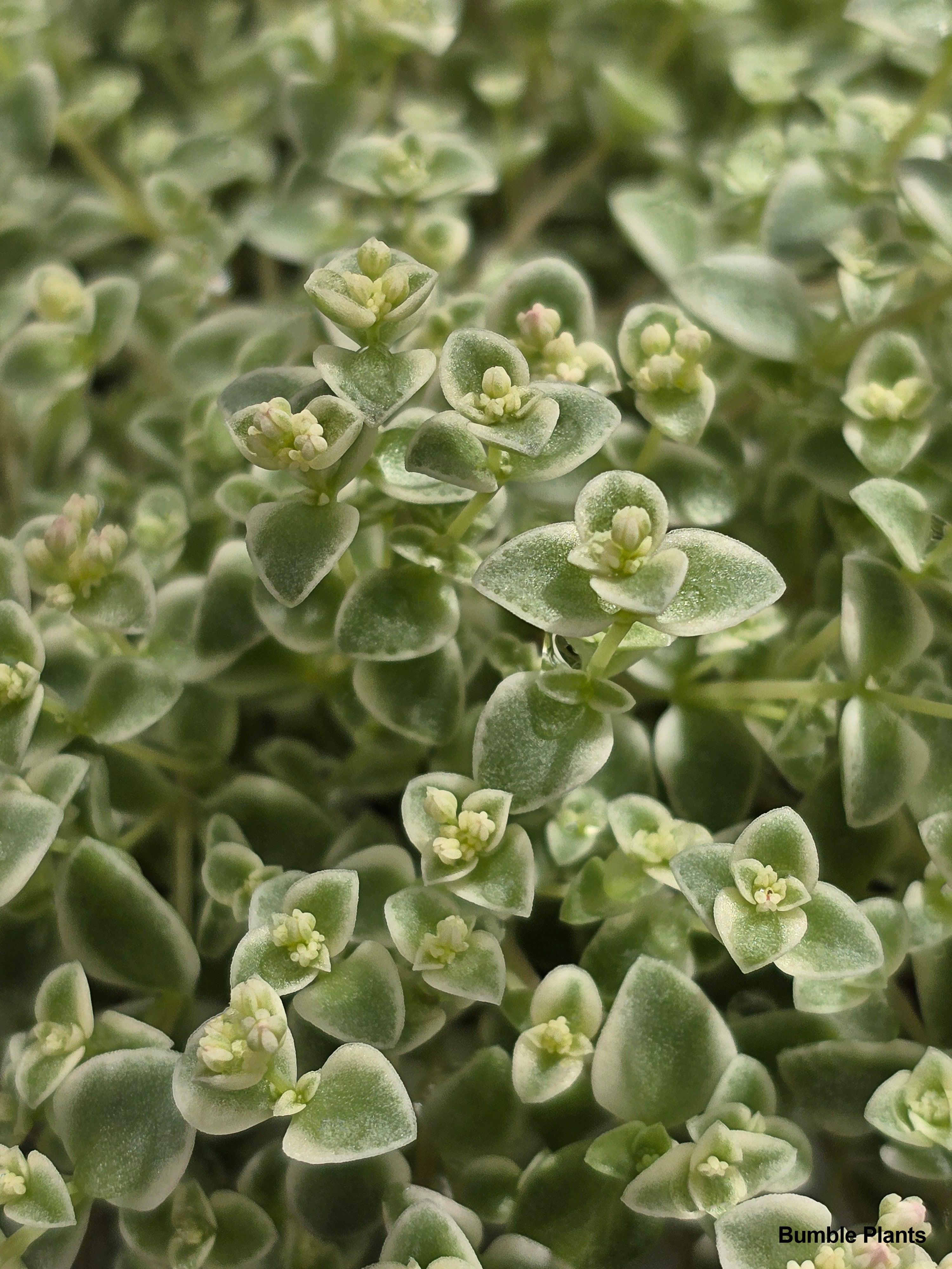 Sedum Little Missy - Bumble Plants