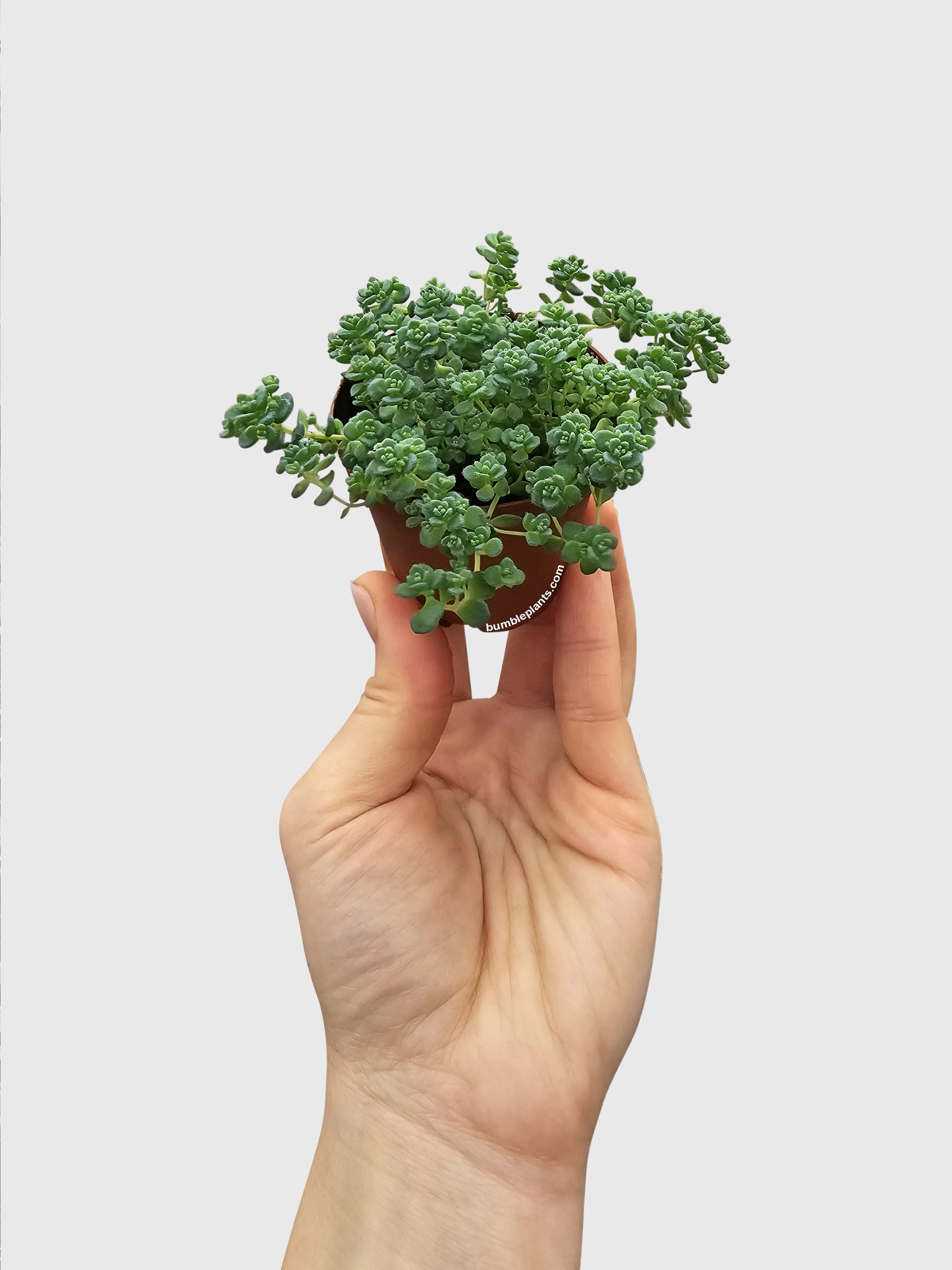 Sedum Limelight Green Mound Succulent - Bumble Plants