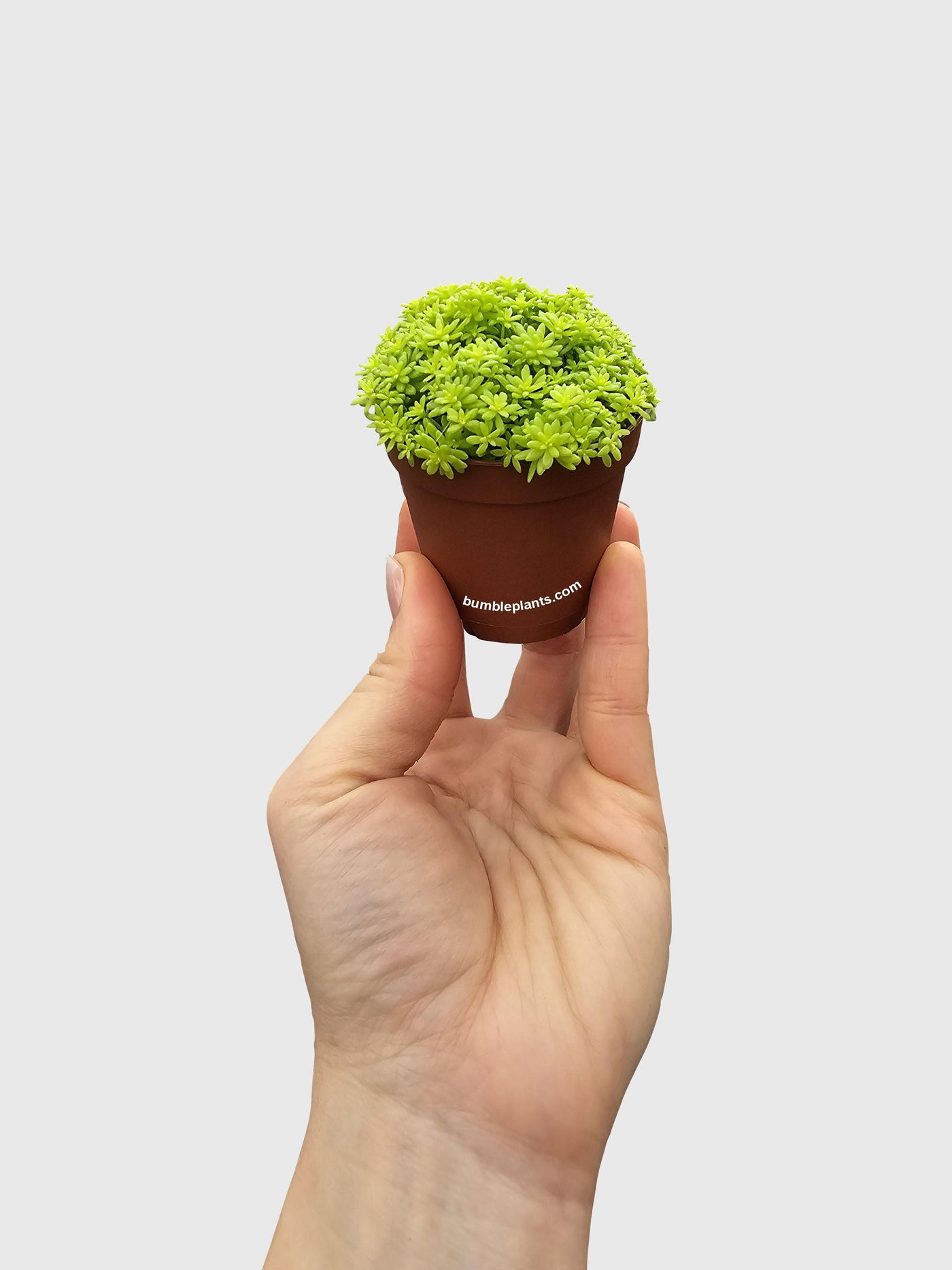 tokyo sun succulent propagation Live Sedum Japonicum 'Tokyo Sun
