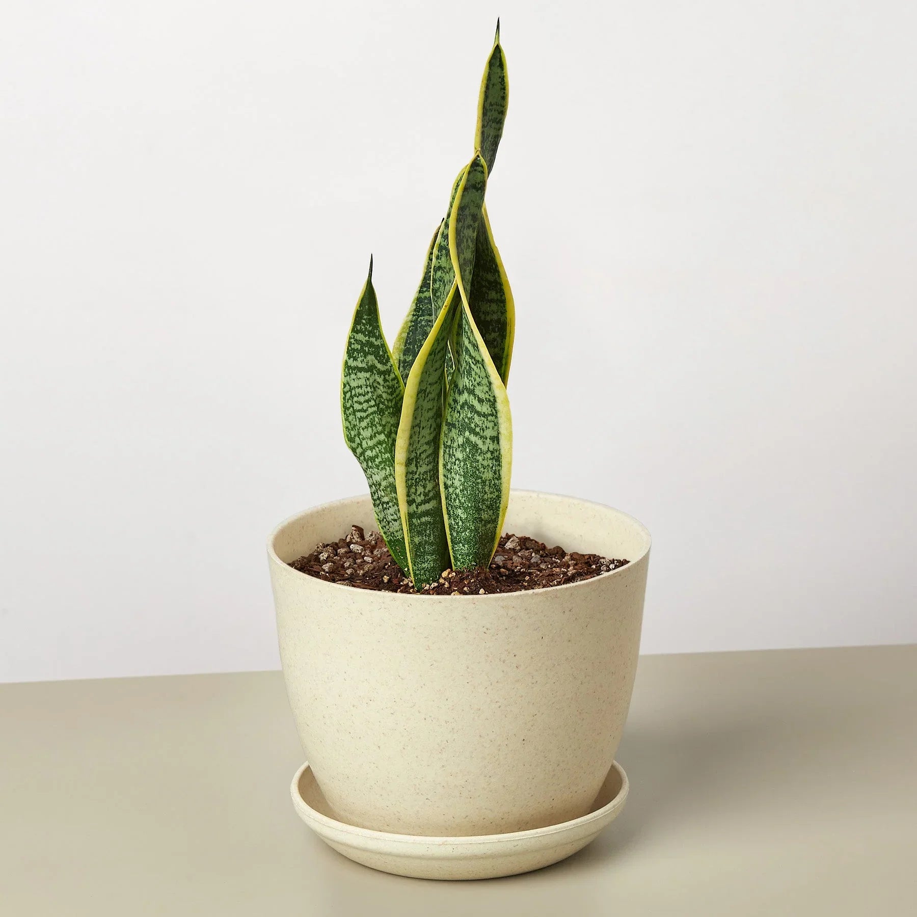 Sansevieria Trifasciata Laurentii Snake Plant