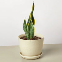 Sansevieria Trifasciata Laurentii Snake Plant