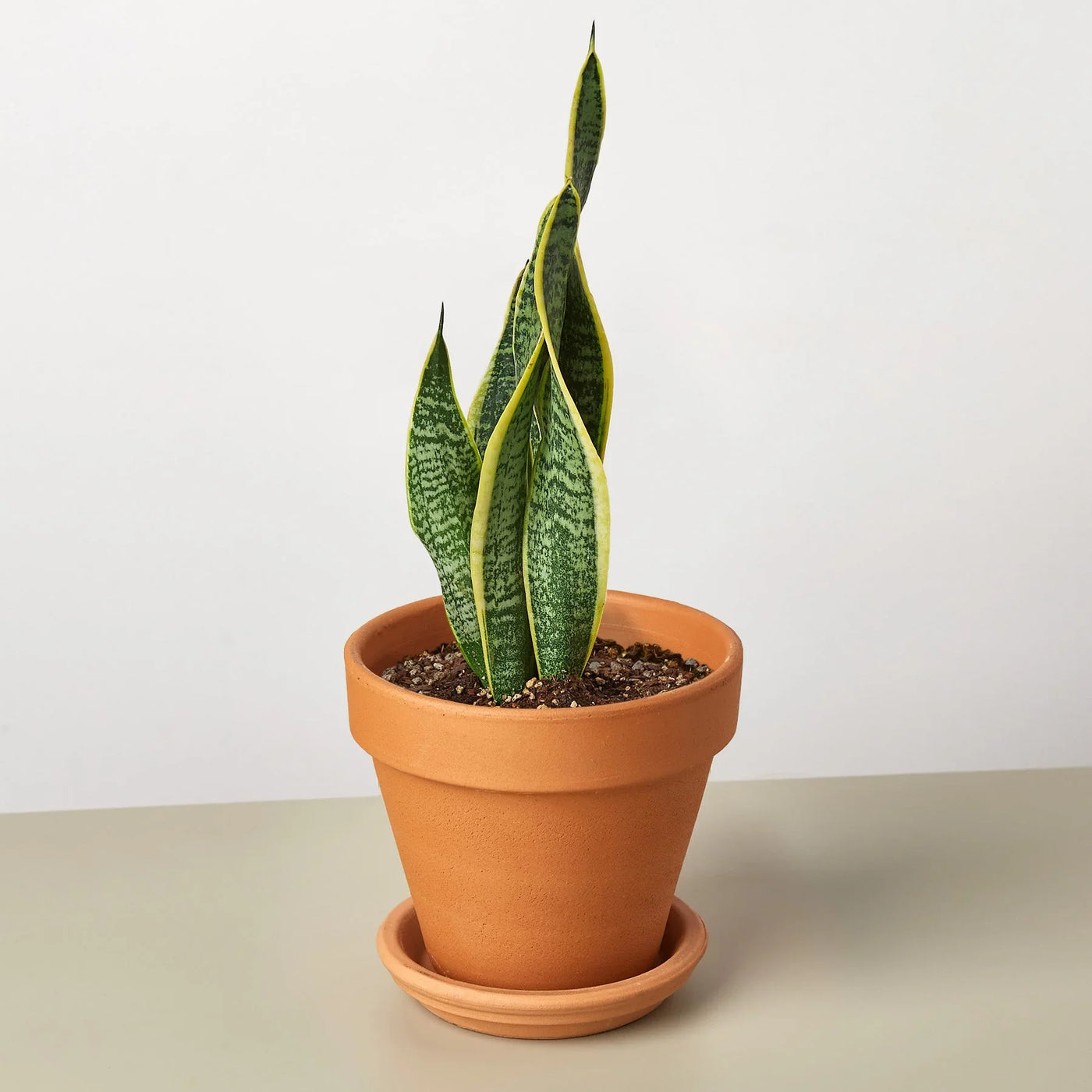 Sansevieria Trifasciata Laurentii Snake Plant
