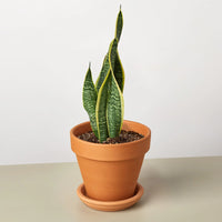 Sansevieria Trifasciata Laurentii Snake Plant