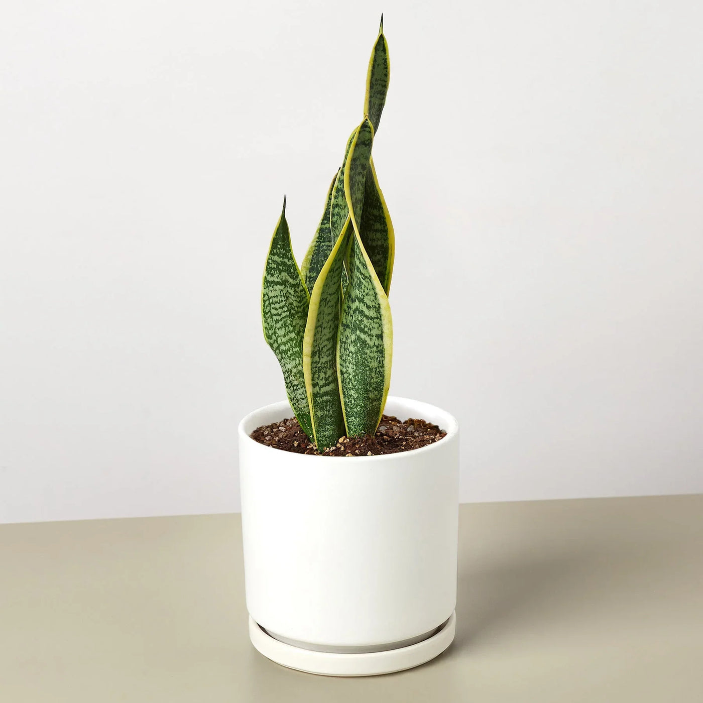 Sansevieria Trifasciata Laurentii Snake Plant