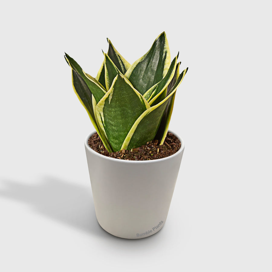 Snake Plant Black Gold