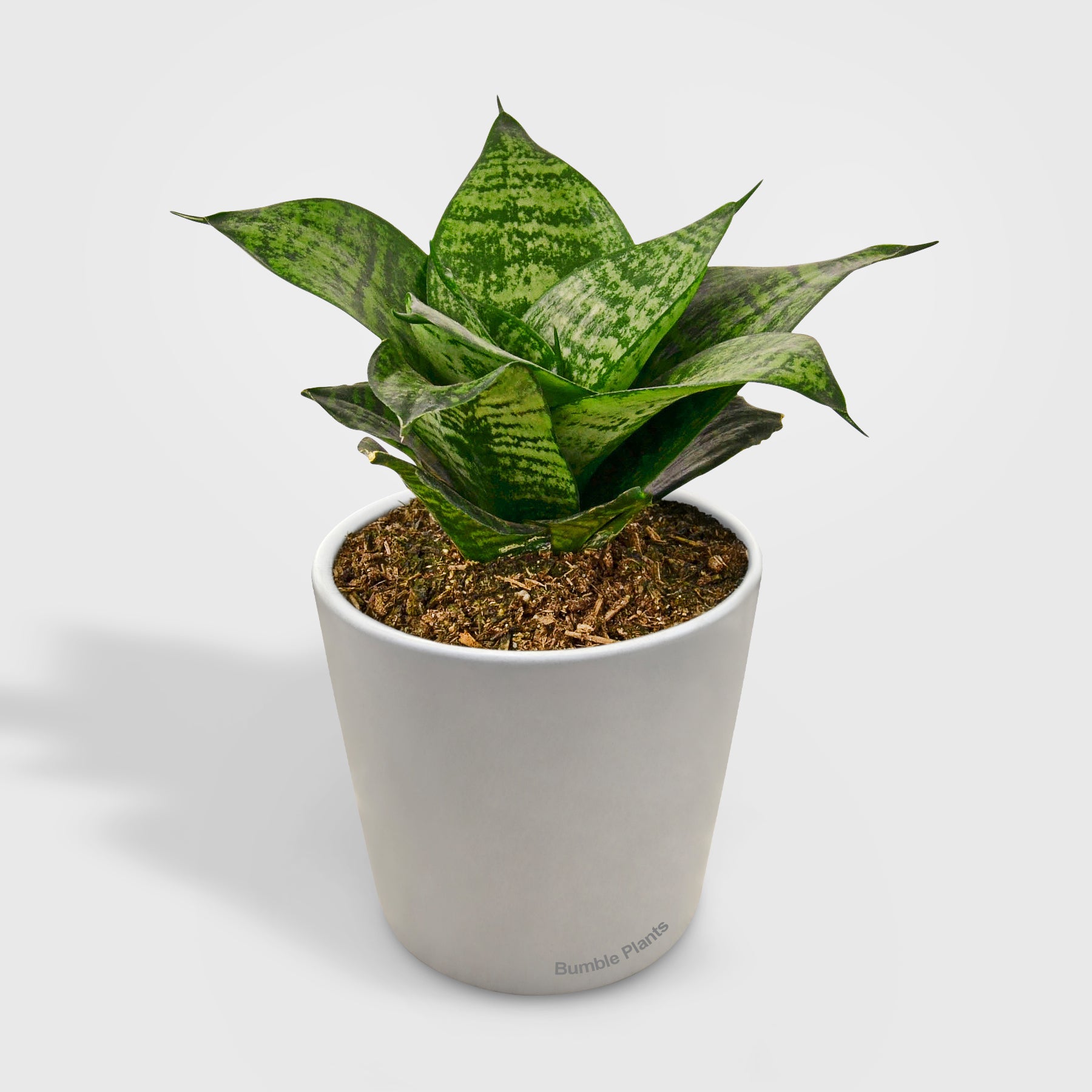 Snake Plant Black Robusta