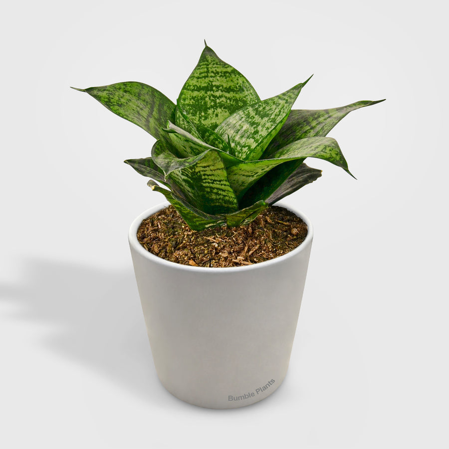 Snake Plant Black Robusta