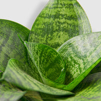 Snake Plant Black Robusta