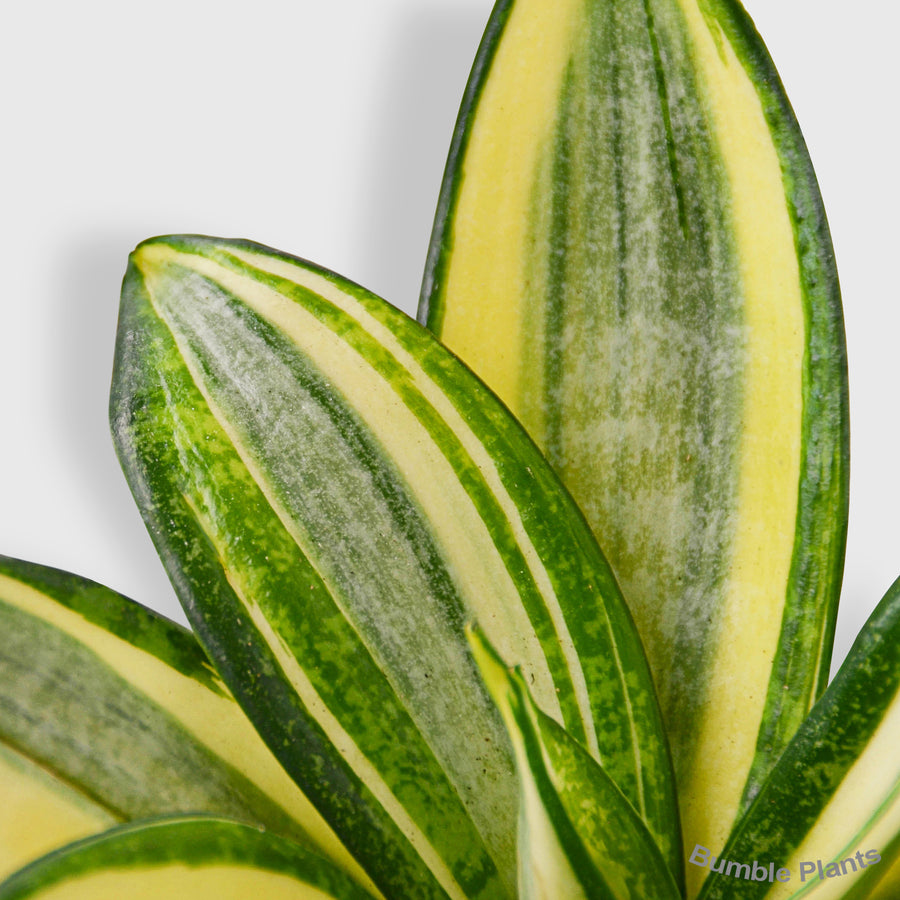 Snake Plant Gold Hahnii