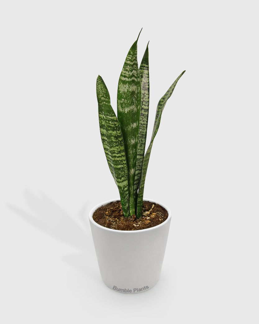 Sansevieria Zeylanica Snake Plant