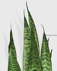 Sansevieria Zeylanica Snake Plant