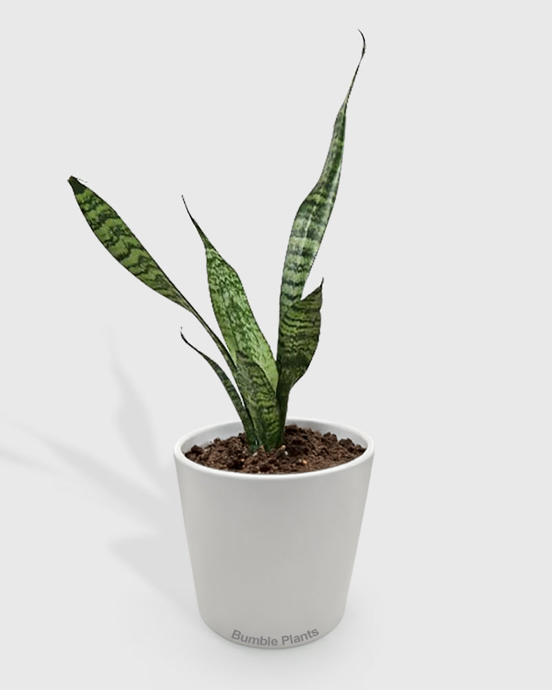 Sansevieria Zeylanica Snake Plant