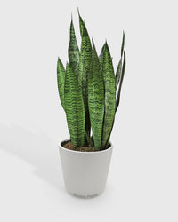 Sansevieria Zeylanica Snake Plant
