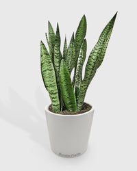 Sansevieria Zeylanica Snake Plant