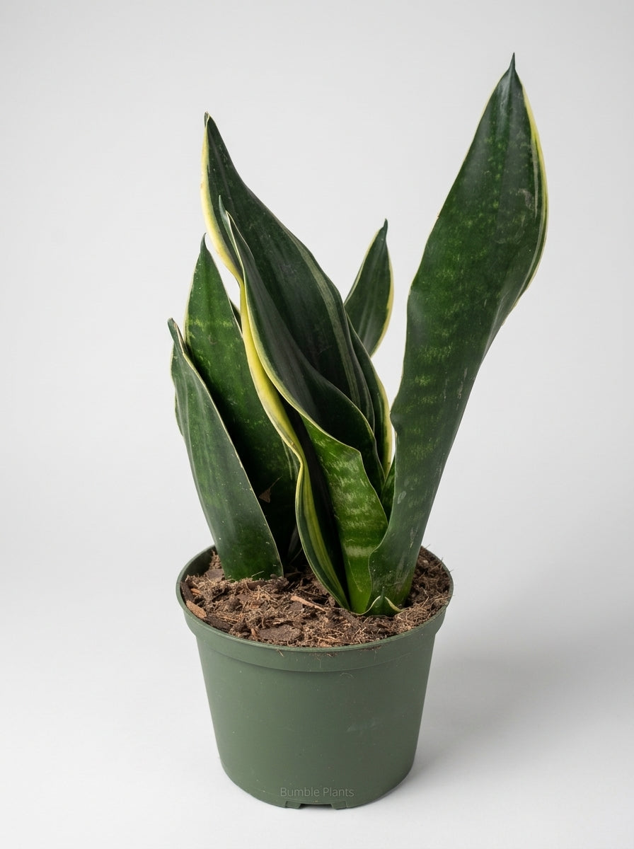 Sansevieria Trifasciata 'Fabi' Snake Plant