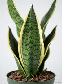 Sansevieria Trifasciata 'Fabi' Snake Plant