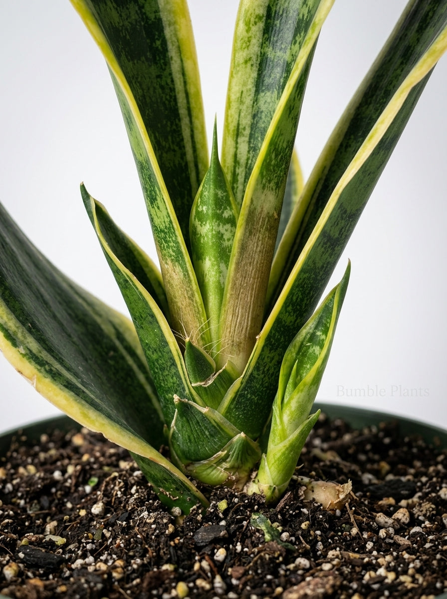 Sansevieria Trifasciata 'Fabi' Snake Plant